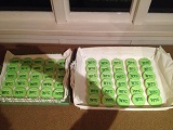 WTC Biscuits - ready to go